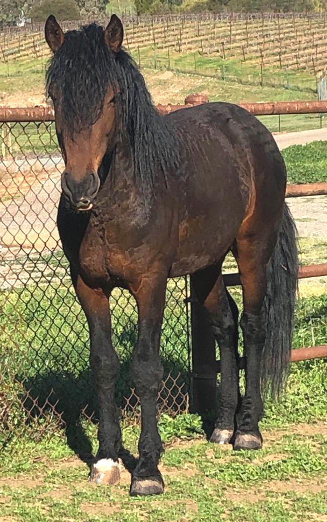 Curly Colonial Spanish horse