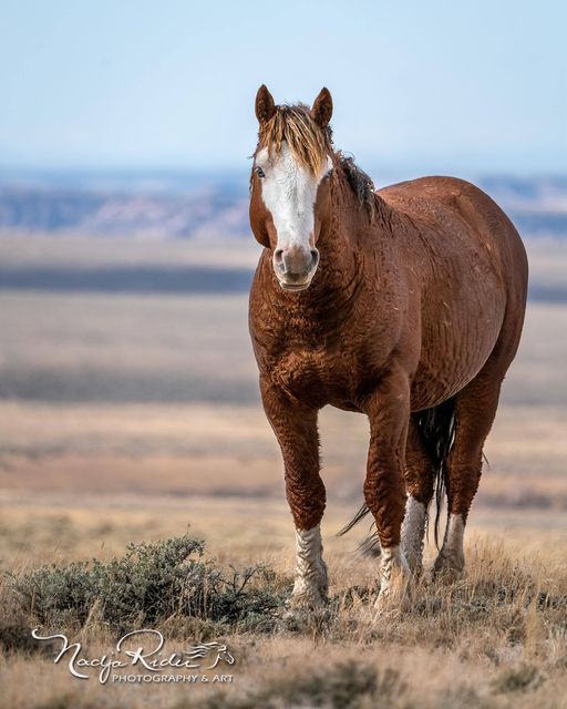 WYO Checkerboard wild curly mustangs (Salt Wells Creek HMA)